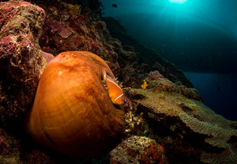 Clown fish