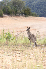 Wild kangaroo