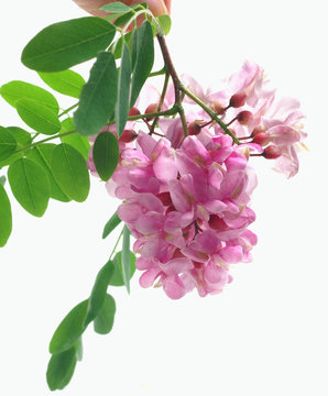 Robinia pseudoacacia / black locust pink flowers