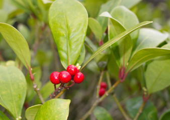 Skimmia japonica shrub with leaves and red berries. Japanese sorbus