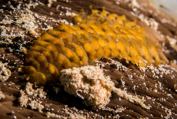 flat worm 1
