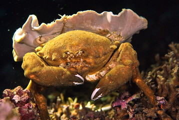 decorater crab