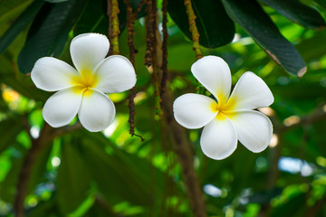 Fototapeta premium Back side of White Plumeria under the blue sky in the summer