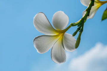Fototapeta na wymiar Back side of White Plumeria under the blue sky in the summer