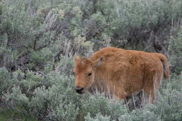 Bison Calf in Sagebrush in Yellowstone National Park