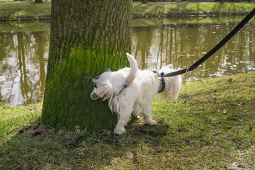 Kleiner weißer Hund hebt sein Bein an einem moosbewachsenen Baumstamm