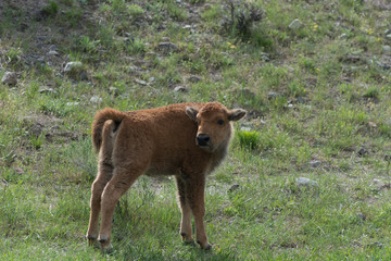 Bison Calf in Yellowstone