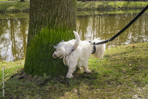 Hund Hebt Bein Hund Hebt Bein