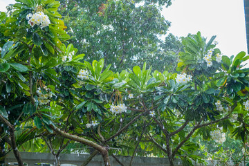 Frangipani tree with flowers in the rain.