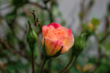 Closeup of a yellow pink rose