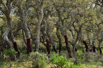 Korkeichenwälder in Sardinien