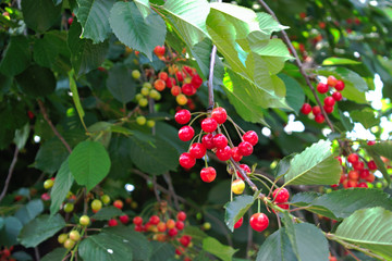 Closeup of unripe cherries on a tree