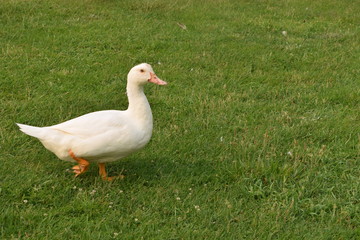 White Goose