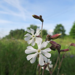 Silene latifolia, "white soap", widely spread throughout Europe, attracts butterflies through its fragrance, contains sapanonia, was used for washing and medicine