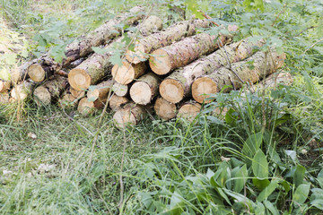 Round pine wood logs - piled up