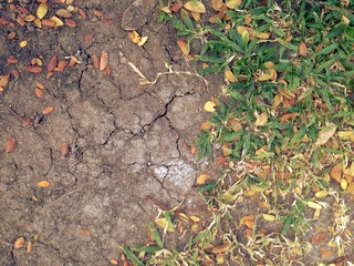 A little plant growing on dried