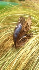 farfalla posata su fili di erba ingialliti