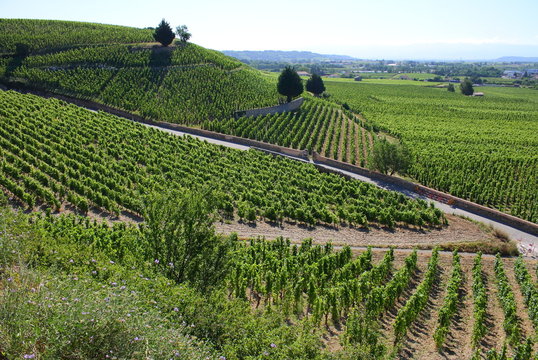Vignoble de C&ocirc;tes du Rh&ocirc;ne Tain l'Hermitage Vall&eacute;e du Rh&ocirc;ne Rh&ocirc;ne Alpes Auvergne France