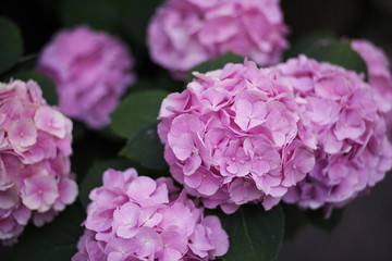 pink hydrangea flower