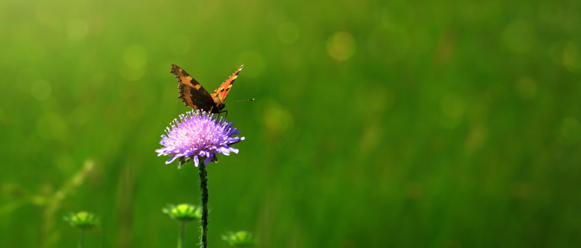 Macro shot on butterfly and flower.