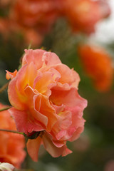 Orange rose in spring, Colorful photo of orange roses with green background, Selective focus with very shallow depth of field