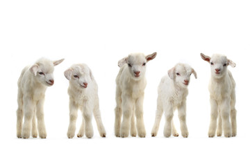 goats