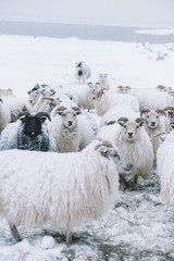 Fototapeta premium Icelandic sheep roaming in the winter snowy field,beyond their season. Black sheep contrasting among white sheep