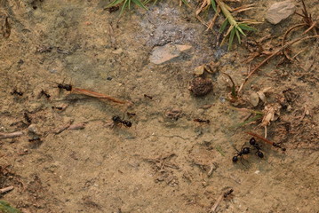 Ants