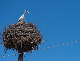 A stork in a nest on top of an electric pole in Southern Armenia