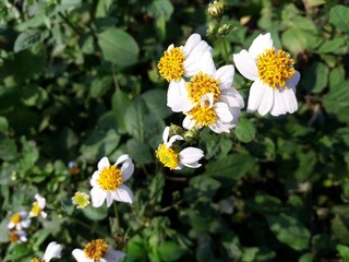 Coat buttons, ASTERACEA