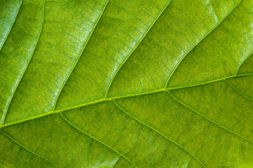 Fototapeta na wymiar Fresh green leaf texture, leaf macro background