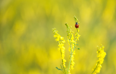 Ladybug sits on a yellow flower high blurred background, copy space. A horizontal frame.