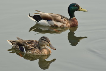 Mallard