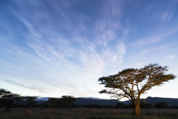 Acasia tree at blue hour