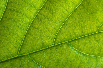 Naklejka na ściany i meble Fresh green leaf texture, leaf macro background
