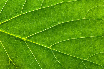 Fresh green leaf texture, leaf macro background - 161503675