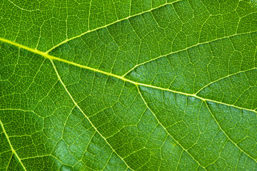 Fresh green leaf texture, leaf macro background