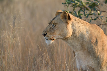 Animals in Djuma Sabi Sands South Africa