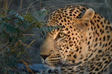 Animals in Djuma Sabi Sands South Africa
