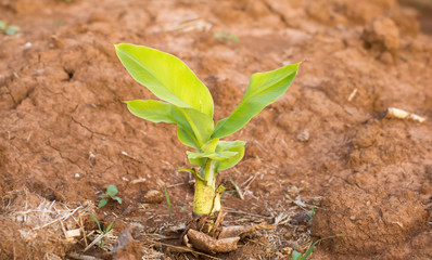 Banana