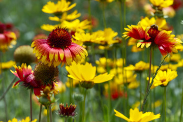 Colourful border with Coreopsis and Helenium, beatiful coreopsis, coreopsis in the field, pretty coreopsis
