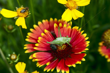 Close-up helenium on the field, grasshopper close-up on the helenium, locust close-up on the helenium, coreopsis close-up with locust, coreopsis close-up with grasshopper, pretty helenium