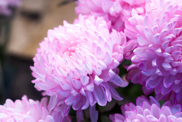 Pink chrysanthemum flowers background