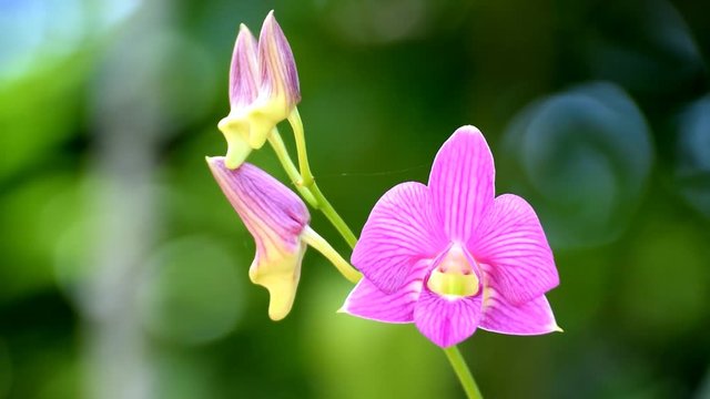 Beautiful Orchid flowers blooming in the garden.