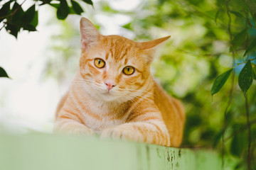 Cute orange cat in the garden It was happy after breakfast.
