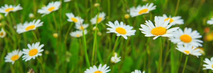 Daisy field in the sunny summer day.