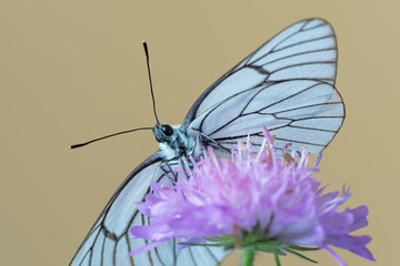Black-veined white butterfly (Aporia crataegi) on flower
