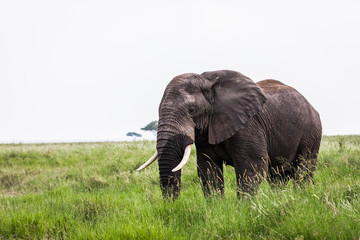 Elephant detail safari in serengeti national park tanzania africa