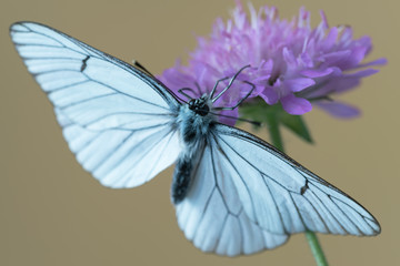 Black-veined white butterfly (Aporia crataegi) on flower