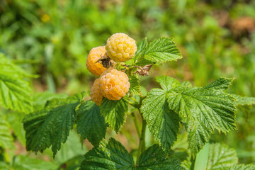 Close up of the ripe and unripe yellow raspberry in the fruit garden. Growing natural bush of yellow raspberry. Branch of yellow raspberry in sunlight..